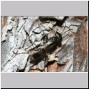 Dipogon subintermedius - Wegwespe 09a 6mm Sandgrube Niedringhaussee det.jpg